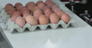 Taşıyıcı Çiftlik Üretiminde bir karton yumurta