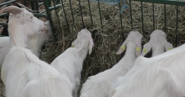 Inggris White Goats Cote Animal Farm — Stok Video