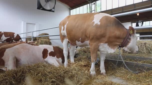牛飼育場での牛の飼育 — ストック動画