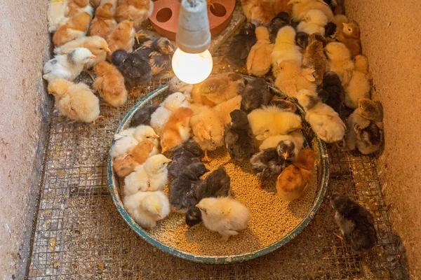 Многие Новорожденные Цыплята Птицеферме — стоковое фото