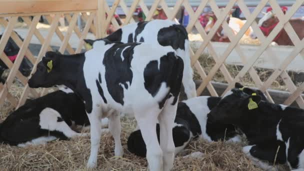 Vacas Negras Brancas Recém Nascidas Celeiro Fazenda Gado — Vídeo de Stock