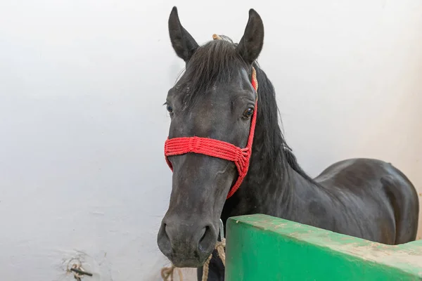 Gran Caballo Negro Granja Establos —  Fotos de Stock