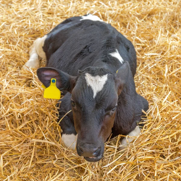Pequeña Vaca Ternera Acostada Paja — Foto de Stock