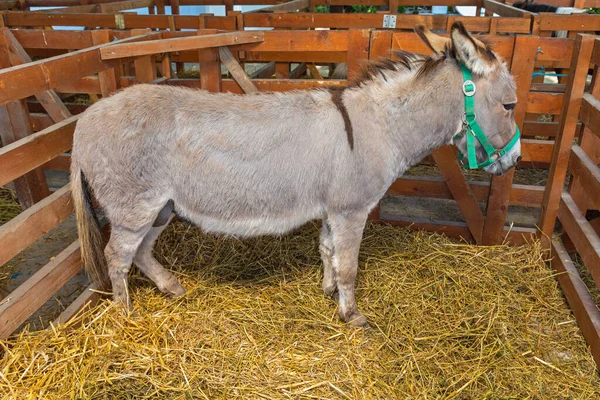 Asino Grigio Nelle Stalle Della Fattoria — Foto Stock