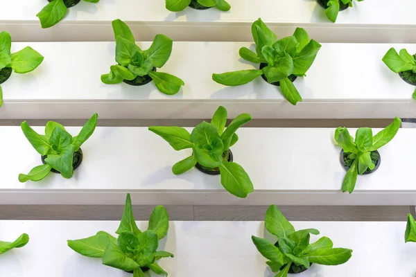 Hydroponics Modern Indoor Plants Garden Farming — Stock Photo, Image