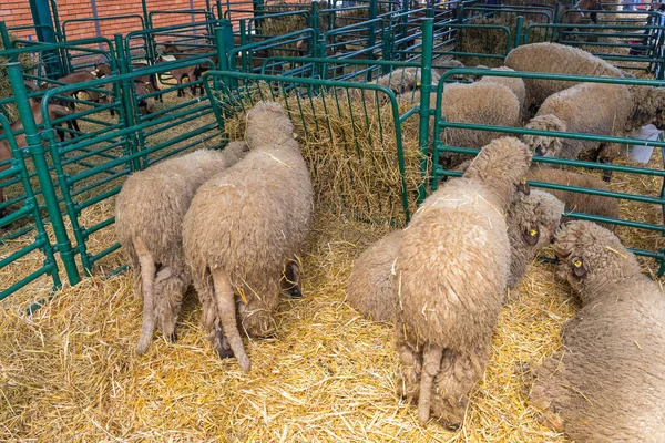 Wooly Ovejas Cría Animales Granja —  Fotos de Stock