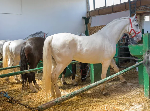 Caballo Blanco Grande Granja Establos —  Fotos de Stock