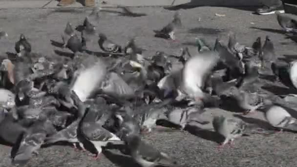 비둘기 비둘기 거리에서 먹이를 — 비디오