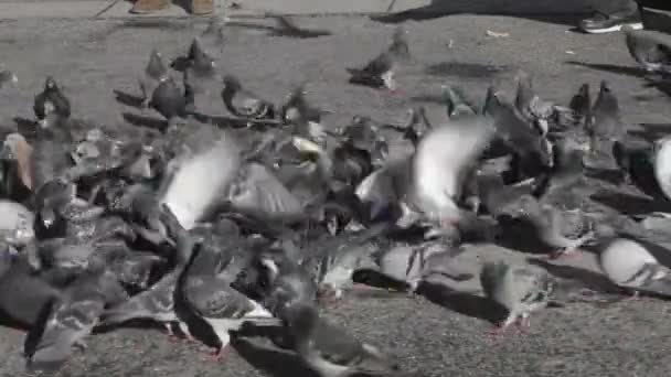 Manada Palomas Palomas Alimentándose Calle — Vídeo de stock