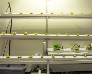 Hidrofonik Sistem Modern Kapalı Bahçe Çiftliği