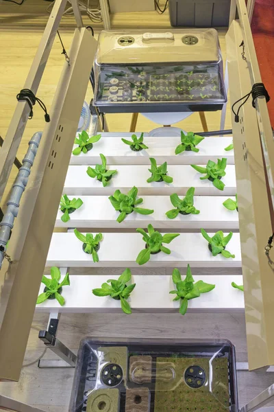 Hydroponics Modern Indoor Plants Garden Farming — 스톡 사진