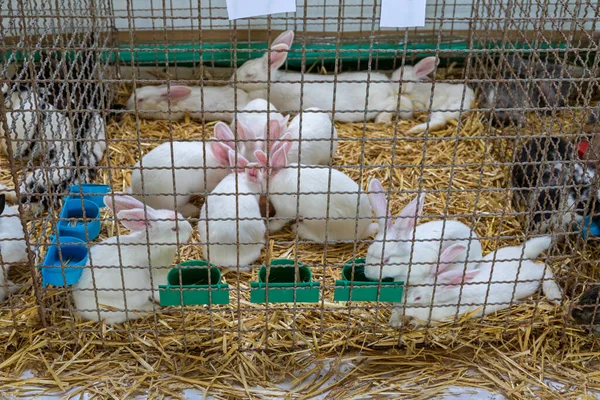 Stelletje Witte Konijnen Kooi Boerderij — Stockfoto