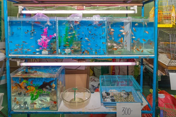 Muchos Varios Peces Acuario Tienda Mascotas — Foto de Stock