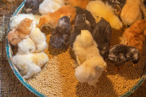 Viele Neugeborene Küken Auf Geflügelfarm — Stockfoto