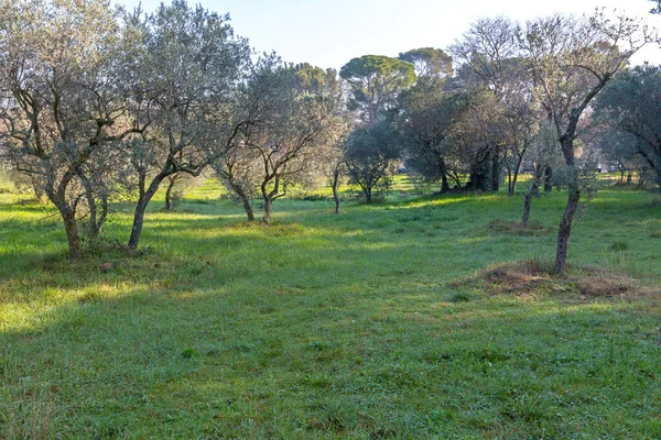 Saint Remy Provence Fransa Tarihi Zeytin Ağaçları — Stok fotoğraf