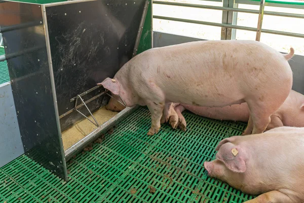 Big Pig Feeding Modern Farm — Stock Photo, Image