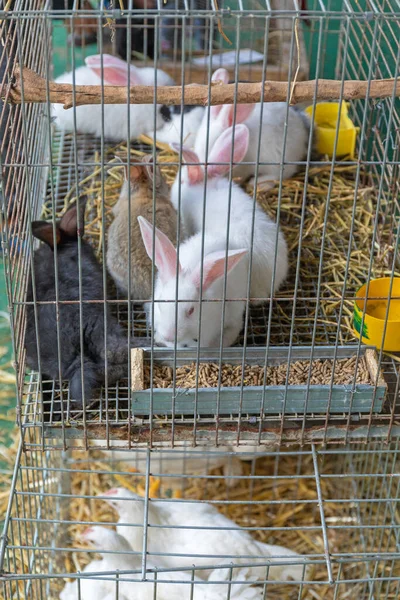 Stelletje Konijnen Kooi Boerderij — Stockfoto