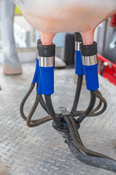 Automated Cow Milking Suction Machine Dairy Farm — Stock Photo, Image