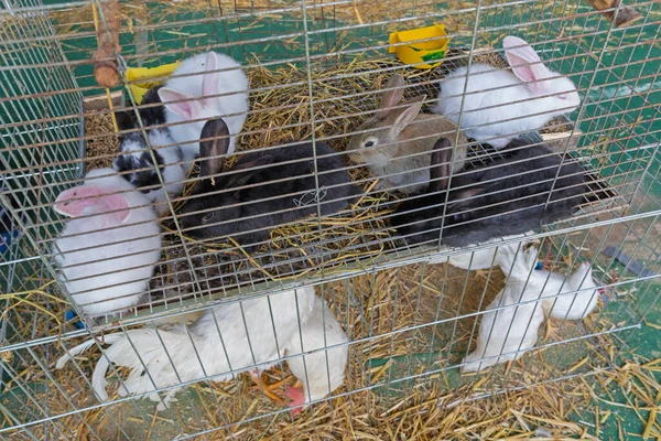 Bunny Hasen Käfig Auf Dem Bauernhof — Stockfoto