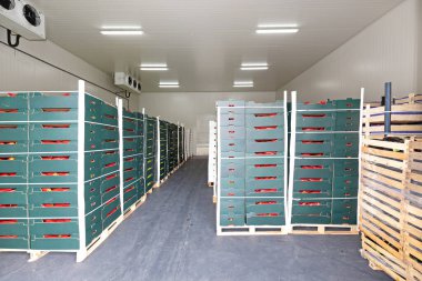 Paletler Soğuk Depoda Kutularda Taze Yiyecek