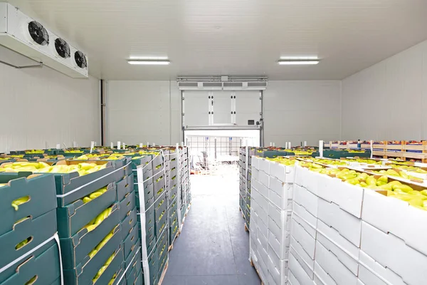 Paprika Zelenina Krabicích Distribučním Skladu — Stock fotografie