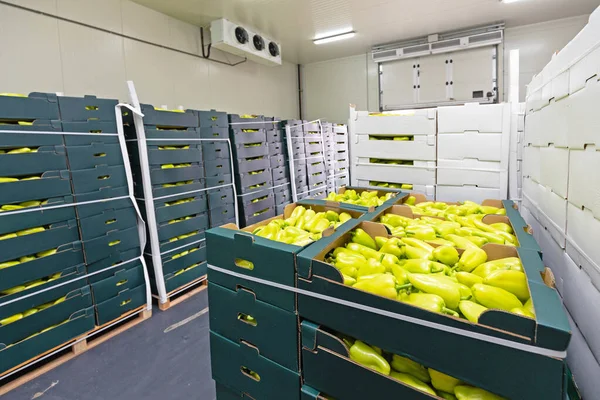 Pimentas Verdes Caixas Armazém Armazenamento Frio — Fotografia de Stock