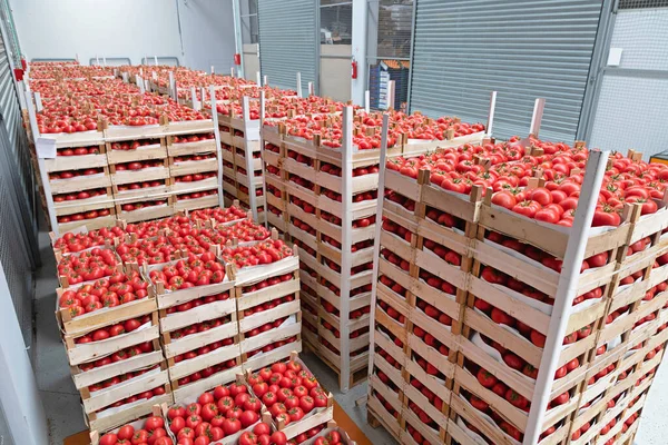 Crates Red Tomatoes Warehouse Storage — Stock Photo, Image