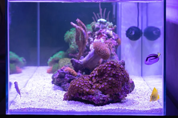 Big Aquarium Coral Reef Fish Tank — Stock Photo, Image