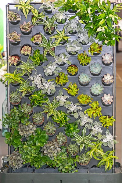 Växter Krukor Vid Vertikal Trädgårdsvägg — Stockfoto