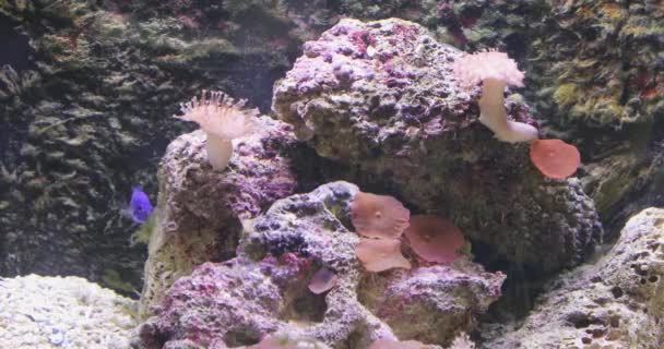 Akwarium Rafa Koralowa Zbiornik Rybny Pod Wodą Wystrój Wnętrz — Wideo stockowe