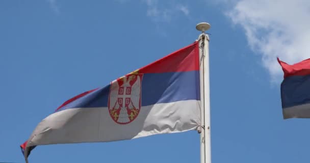 Una Sola Bandiera Nazionale Serbia Vento — Video Stock