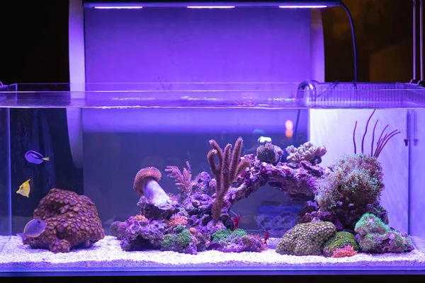 サンゴ礁魚タンク付きの大きな水族館 — ストック写真