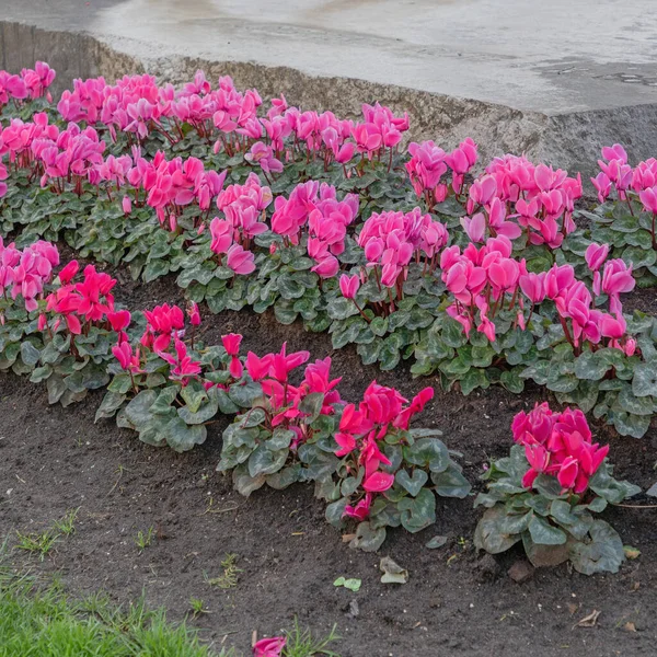 市区公园花园各排的粉红花 — 图库照片