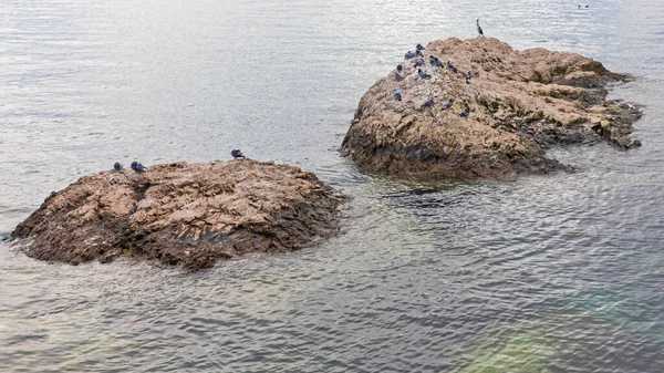 Birds Two Small Islands Adriatic Sea — Stock Photo, Image