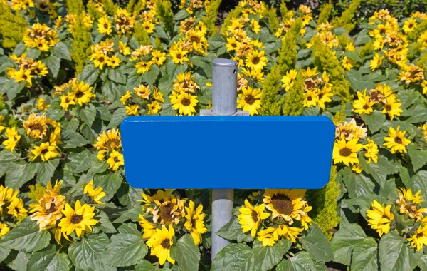 Leeres Blaues Zeichen Sonnenblumenfeld — Stockfoto
