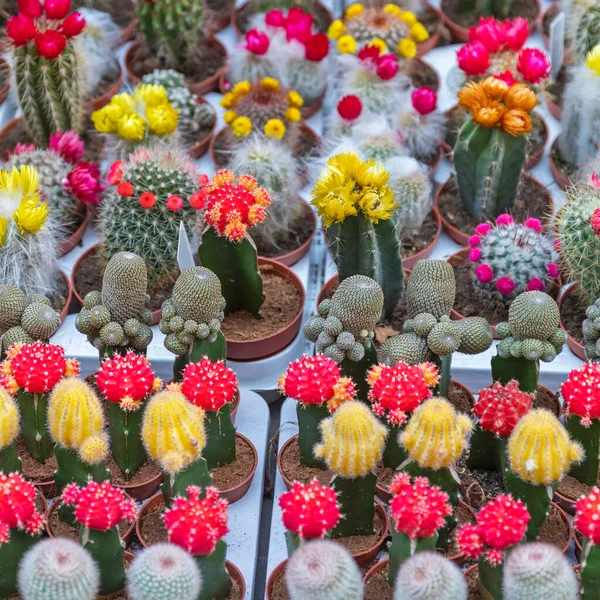 Kleurrijke Cactus Planten Bloemen Bij Bloemist Shop — Stockfoto