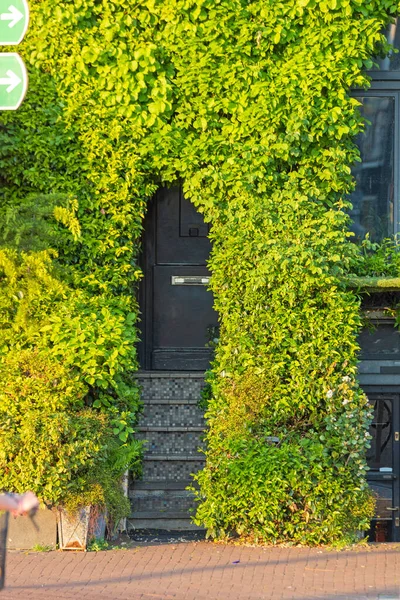 Overgrovn Skrytý Dům Vstup Amsterdamu — Stock fotografie