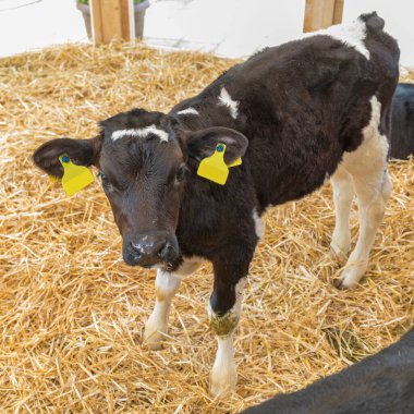 Küçük Siyah Dana Çiftlikte Samanın İçinde Duruyor