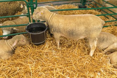 Hayvan Çiftliğindeki Kova 'dan Bir Koyun İçme Suyu