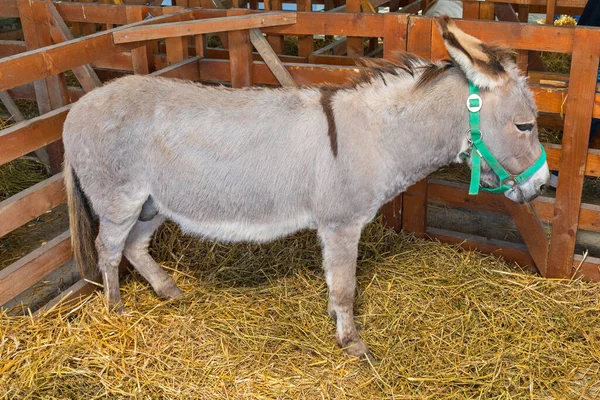 Jeden Osioł Stajni Farmie — Zdjęcie stockowe