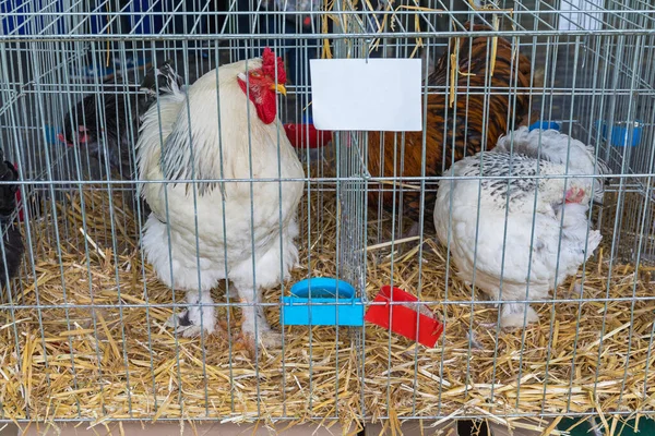 Horoz Tavuk Hayvan Gösterisinde Kafeslerde — Stok fotoğraf
