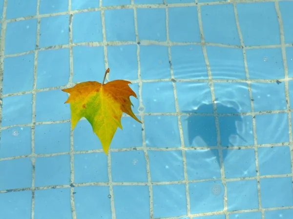 Una Hoja Piscina Caída Agua — Foto de Stock