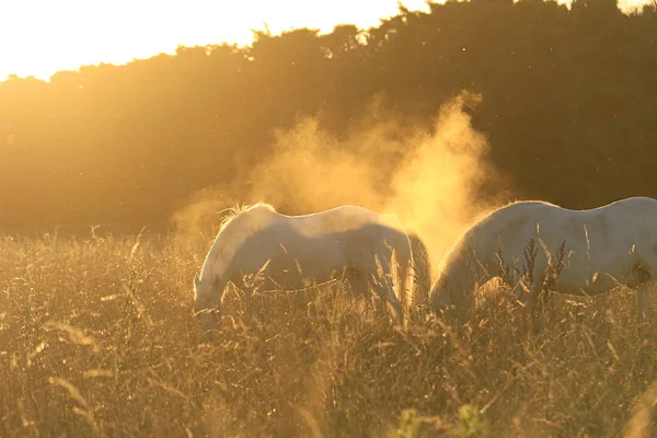 Magical Scene Horses Camargue Dust Light Enveloping Them — Stock Photo, Image