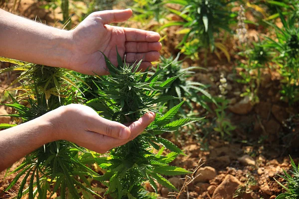 Ein Mann Zeigt Eine Cannabispflanze Cannabis Sativa Die Auf Einem — Stockfoto