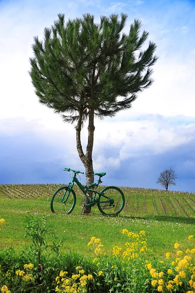 Зеленый Велосипед Привязанный Дереву Поле Франции — стоковое фото