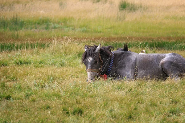 Lekfull Häst Liggande Gräset Och Spela — Stockfoto