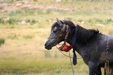 Headshot bir alanda bir kravat takmış bir siyah at.