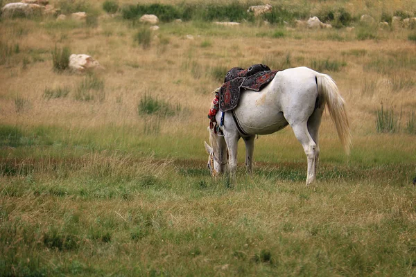 Caballo Blanco Con Una Silla Montar Tradicional Libanesa Pastando Campo — Foto de Stock