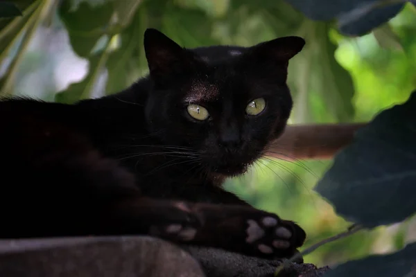 Gato Callejero Negro Bajo Una Higuera —  Fotos de Stock