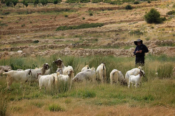 Oyoun Orghosh Libanon Juli 2018 Goatherder Med Sin Get Flock — Stockfoto